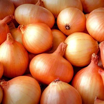 Cebola