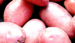 Cerealista-Rio-Negro-distribuidor-de-batata-rosa-Joinville-e-região